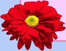 Rote Blume deco